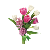 Anemone Flowers